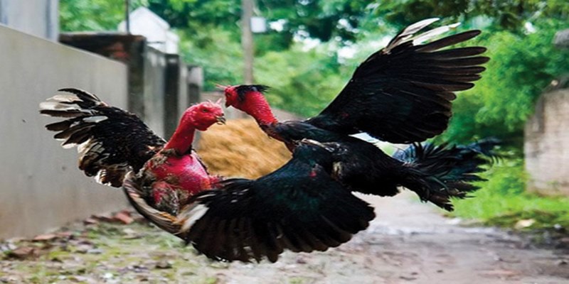 Bật Mí Bí Quyết Chơi Đá Gà Jun88 Hiệu Quả Nhất 5 s7z1ge.sa.com